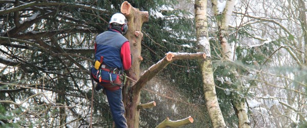 bucheron abattage arbre