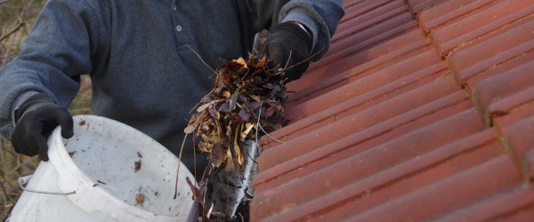 feuilles mortes