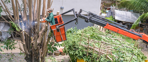 Prix d'élagage des arbres - tarifs 2024